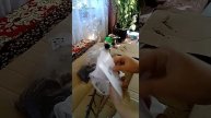 Отзыв агромаркет.Цветы и семена .