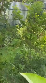 Гинго билоба в Иваново #garden #дача #лето #иваново #сад #des