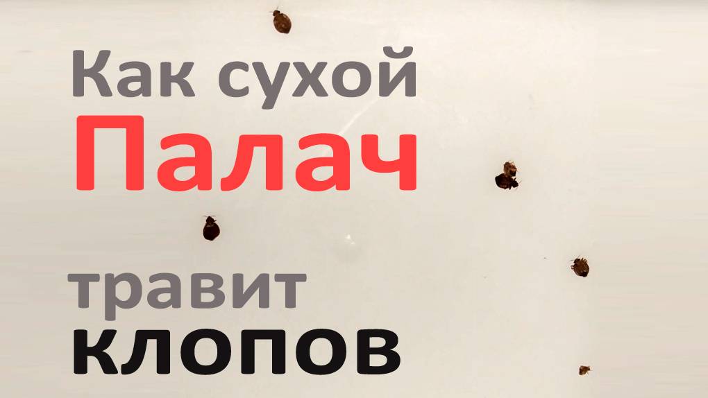 Проверяем, как Палач ликвидирует клопов после высыхания на поверхности