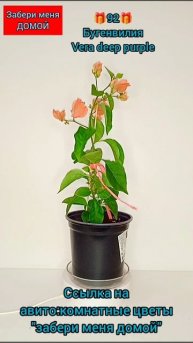 расцвела Бугенвилия.Vera deep purple.Розова-оранжевая.