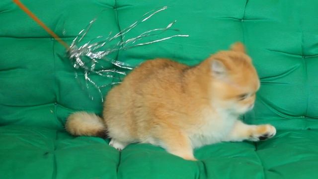 Очень привлекательный мальчишка Джимми 🐾😻
Яркий окрас и нереально зелёные глаза 💚👀💚