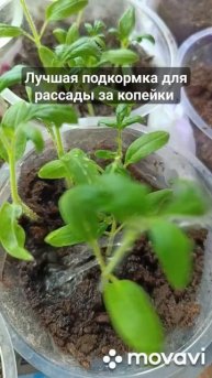 Лучшая подкормка для рассады за копейки #shorts