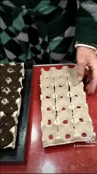 Посадка семян перца в яичные лотки.#shorts