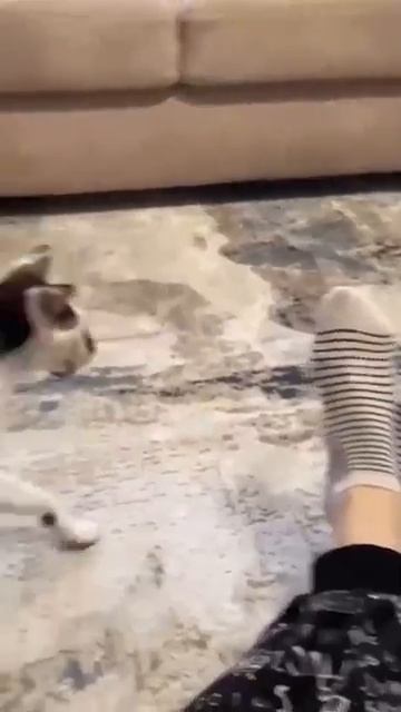 Animals That Will Instantly Cheer You Up 44