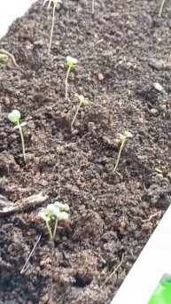 Зимний огородик 🌱 #грядка #огород #зима #деревня #зимн?