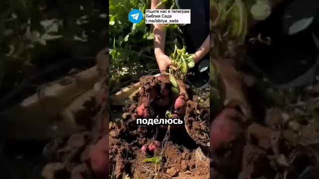 Колорадский жук - как избавиться от него