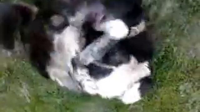 Пес кайфует