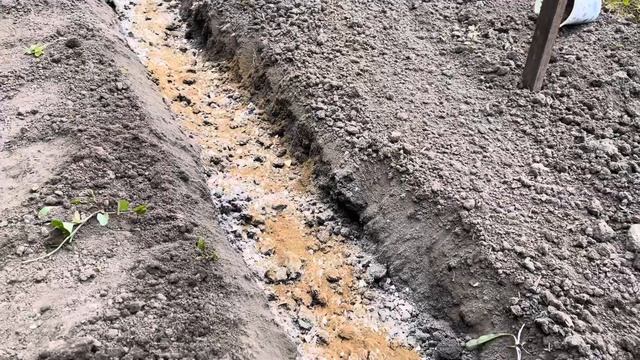 Висаджую томати у відкритий грунт
