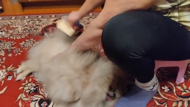 ШПИЦ  ДЭНИ .  ВЫЧЁСЫВАНИЕ   ШЕРСТИ .
