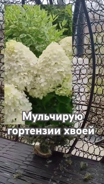 Мульчирование метельчатых гортензий хвоей #гортензии