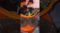самый практичный способ посадки клубники на рассаду!!!