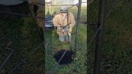Обрезаю и укрываю однолетние саженцы винограда.