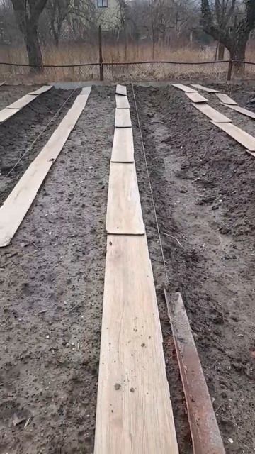 грядки под лук чеснок морковку