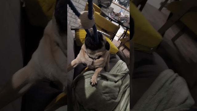 Мопсохватство