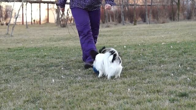 Эро играет с мячём