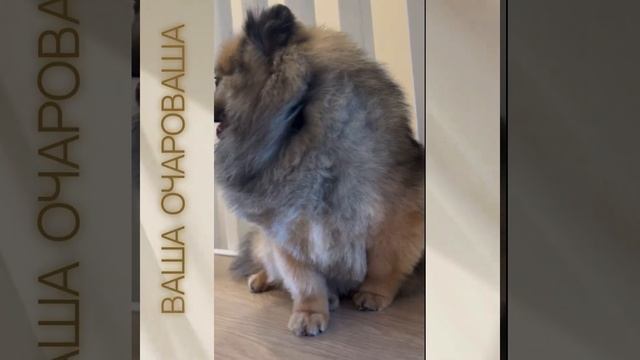 Саки от Киши и Барни