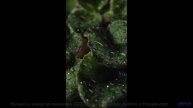 Это видео - как глоток счастья, который нужен каждому! - Запрещать запрещено (feat. Даша Гусеничка)