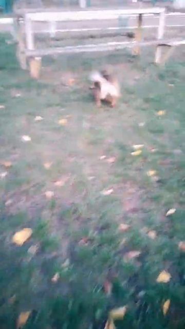 игрулька моя #милашка #снежка #снежкавконце:😑 #дворовыесобачки #реки #врекпрошу @mommyy.raychell