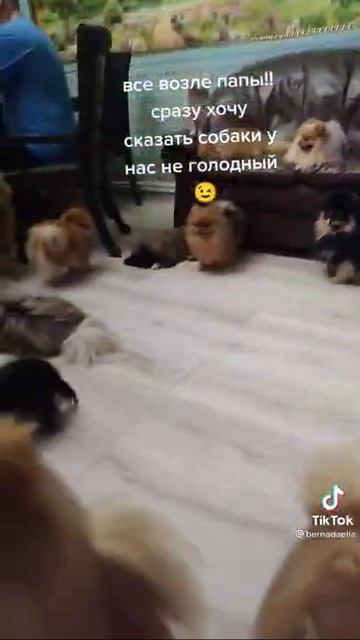 полный дом шпицав😳 🥰 хотите сибе шпица не желею приходите заберите 🐶 бесплатно 😂