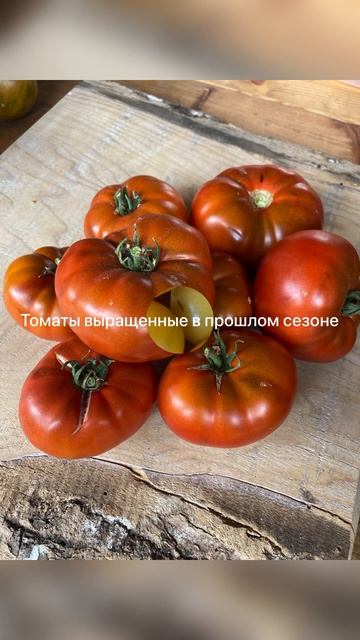 Сезон ГНОМ ТОМАТНЫЙ #2023 #рассада