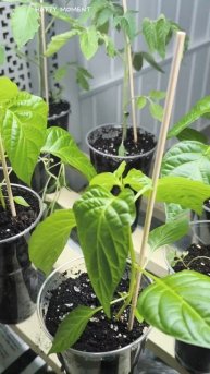 🌱 Подготовка к посадке: Рассада томатов и перца — От ?