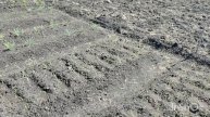 Завалился в огороде, силы покидают! Тяпаю сорняк Обраб