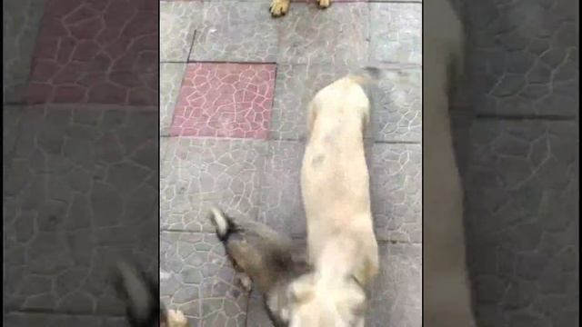 ПРИЮТ ДЛЯ БЕЗДОМНЫХ СОБАК "ЧЕТЫРЕ ЛАПЫ" СРОЧНО ИЩЕТ ПЕРЕВОЗЧИКА В МОСКВУ.

Две собачьи судьбы