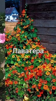 Цветы, которые можно сеять семенами сразу в грунт #дач?
