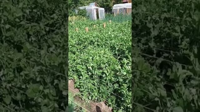 КАКАЯ ПОДКОРМКА НУЖНА ГОРОХУ?🤔