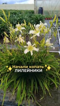 Начали копать лилейники 🌸 #shorts #лилейники #сад