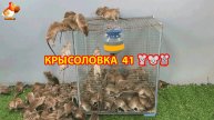 Крысоловка вариант (41) 🐀 Как сделать крысоловку своими руками и поймать кучу крыс 🐀🐁🐀