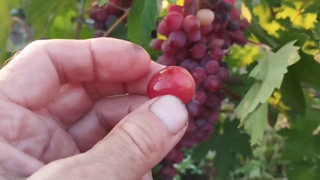 Сеянцы новинки винограда. Виноградник Щереденкова В. ?