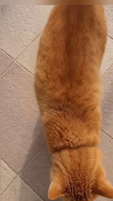 Кот Семен просит есть /Cat asks for food
