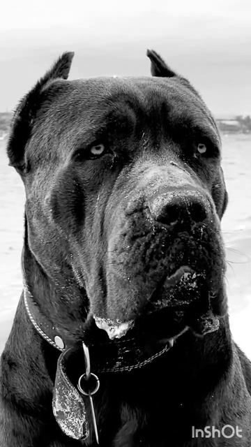Cane Corso Кане Корсо Семён Семёныч #shorts #cors #maloss