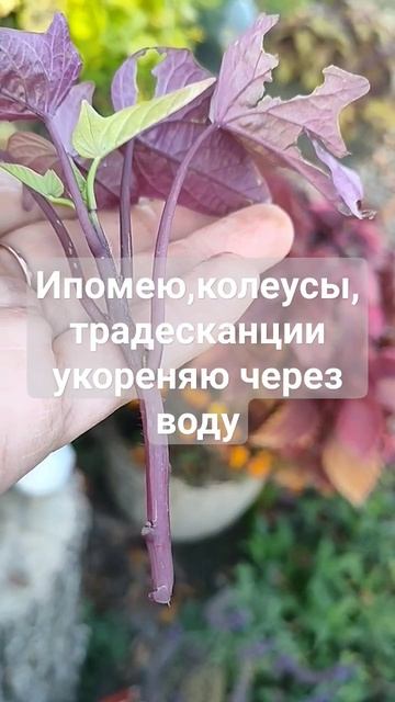 осеннее черенкование вегетативных однолетников #веге