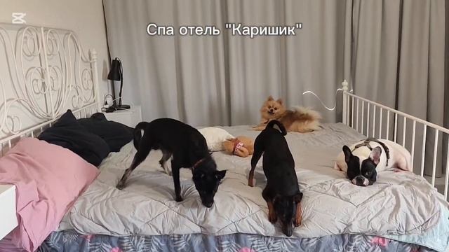 Фотосессия маленьких собачек в Груминг отеле