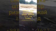 Семена лука сорт Штуттгартер ризен урожай 2022 года ном