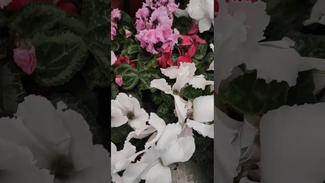 Растения в ОБИ. Цикламен. Houseplant Cyclamen.