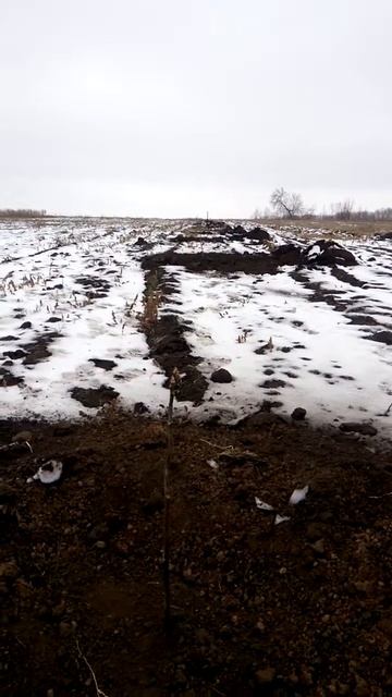 Посадка ореха в ноябре