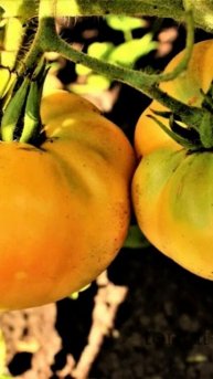 Самый лучший томат в мире 2024 г.! Высокоурожайный, вкусн
