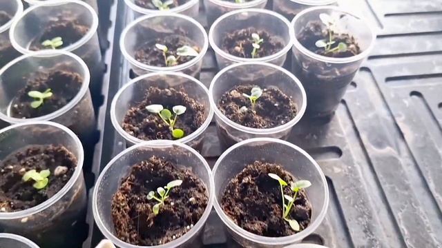 МОРОЗНЫЙ ФЕВРАЛЬСКИЙ ДЕНЬ/ПОЕЗДКА НА СВЯТОЙ ИСТОЧНИК/