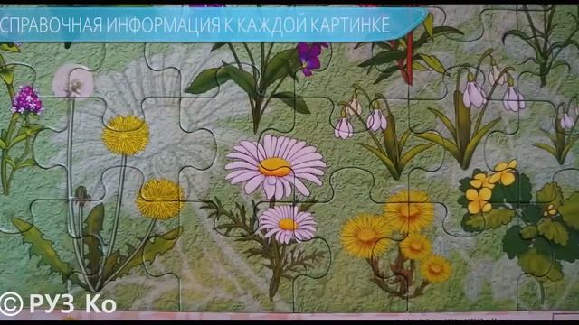 Пл04п10 Полевые и Лесные Цветы