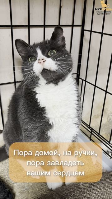 Васяо ждёт вас в приюте #Муркоша