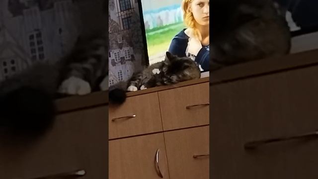 кошка Буся мур мур мур