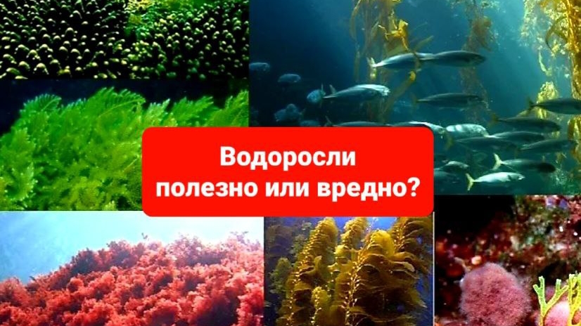 Водоросли это полезно или вредно?