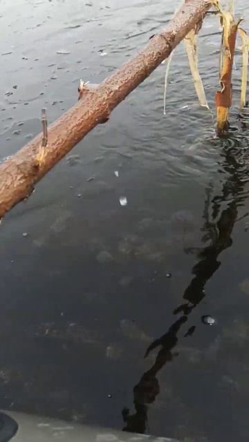Насколько сильно в озере вода упала что аж видно водор