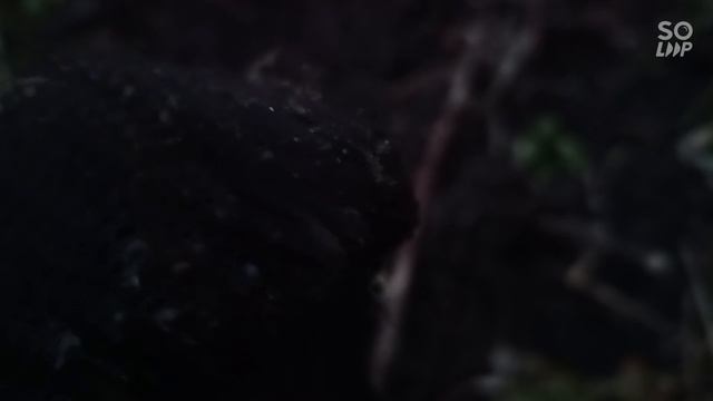 повторный вечерный коп около руин дома