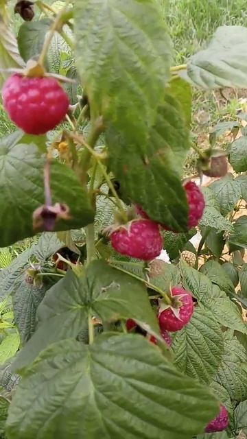 Малинки, малинки