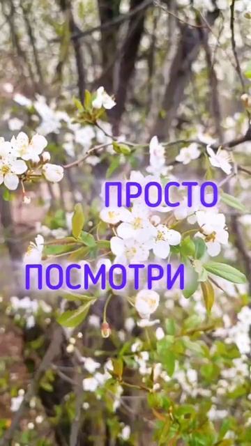 Красота вокруг тебя #саморегуляция #релаксация #житьосознанно