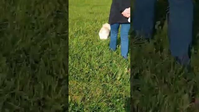 Весёлый шпиц